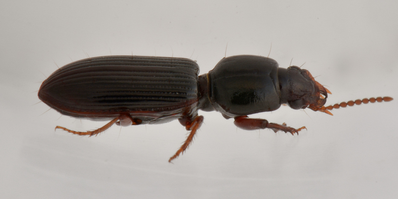 Carabidae:  Clivina fossor